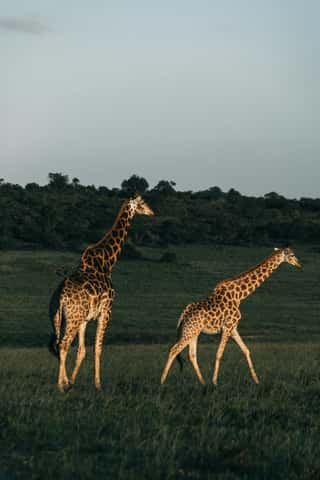kenya-safari-group-trip-masai-mara-5n-6d